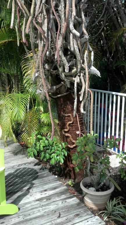 Sunshine Island Inn - Adults Only Sanibel Exterior foto